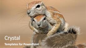  Presentation with south africa - Slide deck having animal - two ground squirrels xerus inaurus background and a coral colored foreground