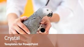  Presentation with vet - Slide set enhanced with animal - veterinarian examining sick african grey background and a coral colored foreground