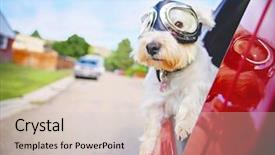  Presentation with west - Presentation theme having animal - west highland white terrier background and a lemonade colored foreground