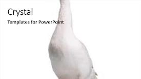  Presentation with domestic animal - Amazing presentation having animal - white domestic goose isolated backdrop and a white colored foreground