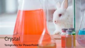  Presentation with rabbit - PPT layouts with animal - white rabbit in scientific lab background and a coral colored foreground