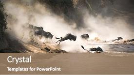  Presentation with kenya - Colorful presentation theme enhanced with animal - wildebeest crossing the mara river backdrop and a coral colored foreground