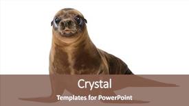  Presentation with old young - Beautiful slides featuring animal - young california sea lion zalophus backdrop and a tawny brown colored foreground