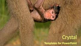  Presentation with mother baby - Slides having animal adaptations - baby chacma baboon papio hamadryas background and a  colored foreground
