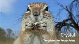  Presentation with kalahari - Colorful presentation theme enhanced with animal adaptations - close-up of a feeding ground backdrop and a violet colored foreground
