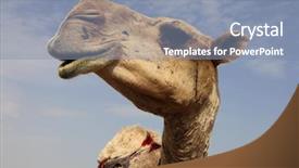  Presentation with close up view of the compass on old paper - Slide set having animal adaptations - close-up view of the head background and a  colored foreground