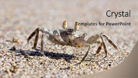  Presentation with crab - Slide deck with animal adaptations - crab on the beach sand background and a  colored foreground