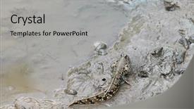  Presentation with mangrove - Beautiful slides featuring animal adaptations - cute blue spotted mudskipper backdrop and a light gray colored foreground