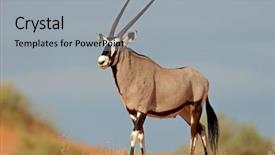  Presentation with kalahari - Presentation design featuring animal adaptations - gemsbok antelope oryx gazella background and a light gray colored foreground