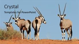  Presentation with safari south africa - Slides enhanced with animal adaptations - gemsbok antelopes oryx gazella background and a light blue colored foreground