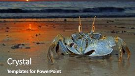  Presentation with sunset beach - Presentation theme featuring animal adaptations - ghost crab ocypode sp background and a tawny brown colored foreground