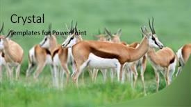  Presentation with safari south africa - Beautiful presentation theme featuring animal adaptations - herd of springbok antelopes antidorcas backdrop and a  colored foreground