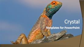  Presentation with agama - Colorful PPT theme enhanced with animal adaptations - male ground agama agama aculeata backdrop and a teal colored foreground