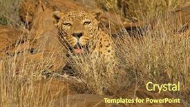  Presentation with amur leopard sleeping - PPT theme featuring animal adaptations - male leopard panthera pardus background and a tawny brown colored foreground