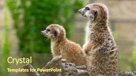  Presentation with zoo - Slide deck having animal adaptations - meerkats in the zoo background and a tawny brown colored foreground