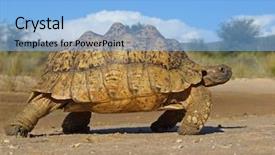 Presentation with tortoise - Presentation theme featuring animal adaptations - mountain tortoise geochelone pardalis background and a  colored foreground