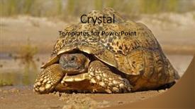  Presentation with tortoise - Slide set enhanced with animal adaptations - mountain tortoise geochelone pardalis background and a coral colored foreground