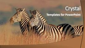  Presentation with safari south africa - Presentation theme having animal adaptations - plains burchell s zebras equus background and a coral colored foreground