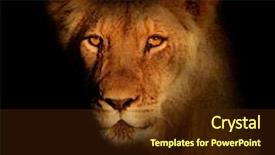  Presentation with black panthers - Presentation enhanced with animal adaptations - portrait of a lion panthera background and a  colored foreground