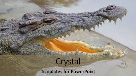  Presentation with crocodile - Presentation theme having animal adaptations - portrait of a nile crocodile background and a coral colored foreground