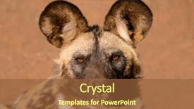  Presentation with wild dog - Audience pleasing PPT theme consisting of animal adaptations - portrait of an african wild backdrop and a tawny brown colored foreground
