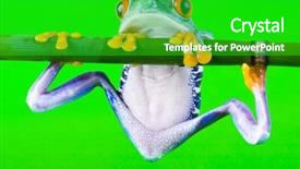  Presentation with frog - Presentation featuring animal adaptations - red eye frog background and a  colored foreground