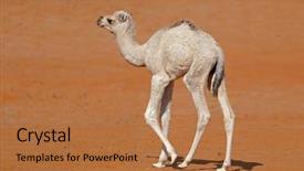  Presentation with animal calf - Slide set consisting of animal adaptations - small camel calf walking background and a coral colored foreground