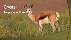  Presentation with park - PPT theme consisting of animal adaptations - springbok antelope antidorcas marsupialis etosha background and a tawny brown colored foreground