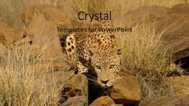  Presentation with africa - Colorful slide set enhanced with animal adaptations - stalking male leopard panthera pardus backdrop and a gold colored foreground