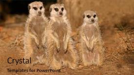  Presentation with safari south africa - Theme consisting of animal adaptations - suricates meerkats suricata suricatta sitting background and a  colored foreground