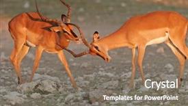  Presentation with black face womens rights - Cool new slides with animal adaptations - two black-faced impalas aepyceros melampus backdrop and a gray colored foreground