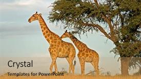  Presentation with thorn - Cool new presentation design with animal adaptations - two giraffes giraffa camelopardalis backdrop and a coral colored foreground
