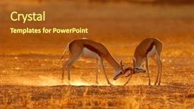  Presentation with south africa - PPT layouts enhanced with front of colorful tropical background and a  colored foreground.