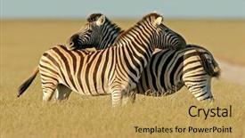  Presentation with national - Colorful presentation design enhanced with creen and red tent on the camp site in pine tree forest note slight blurriness best at smaller sizes backdrop and a coral colored foreground