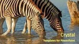  Presentation with water park - Slides consisting of animal adaptations - two plains burchell s zebra background and a tawny brown colored foreground