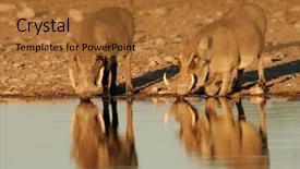  Presentation with national - Cool new slides with animal adaptations - warthogs phacochoerus africanus drinking backdrop and a  colored foreground