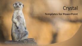  Presentation with corrections officer prison guard 3d - Colorful slide deck enhanced with animal adaptations - watchful meerkat standing guard backdrop and a  colored foreground