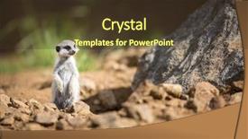  Presentation with corrections officer prison guard 3d - Presentation theme featuring animal adaptations - watchful meerkats standing guard background and a  colored foreground