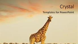  Presentation with savannah - Beautiful PPT theme featuring animal africa - giraffe in savannah backdrop and a  colored foreground