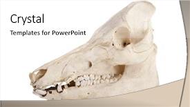  Presentation with boar - Audience pleasing slides consisting of animal anatomy - profile of cutout of boar backdrop and a white colored foreground