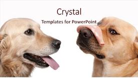  Presentation with nose - PPT layouts featuring envy - close-up of labrador retriever 2 background and a sky blue colored foreground