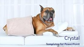  Presentation with relaxing - Slides with dog relaxing on massage table background and a sky blue colored foreground