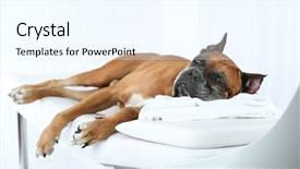  Presentation with relaxing - Cool new presentation theme with equilibrio animal - dog relaxing on massage table backdrop and a cool aqua colored foreground