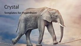  Presentation with elephant - Audience pleasing PPT layouts consisting of elephant walking on a tightrope backdrop and a soft green colored foreground