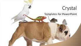  Presentation with english bulldog - Slides with months old carrying toucan chameleon background and a white colored foreground