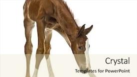  Presentation with foal - Theme with foal balancing and looking down background and a lemonade colored foreground