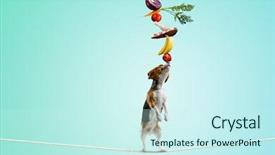  Presentation with dog - Beautiful PPT theme featuring furry friends - funny dog friend mixed media backdrop and a cool aqua colored foreground