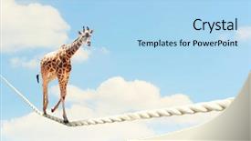  Presentation with rope - Colorful PPT theme enhanced with steady - image of giraffe walking backdrop and a light blue colored foreground
