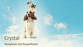  Presentation with rope - Colorful PPT theme enhanced with steady - image of spaniel dog balancing backdrop and a cream colored foreground
