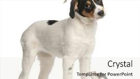  Presentation with white rat - Colorful PPT layouts enhanced with media theme - mixed breed puppy canary chick backdrop and a lemonade colored foreground